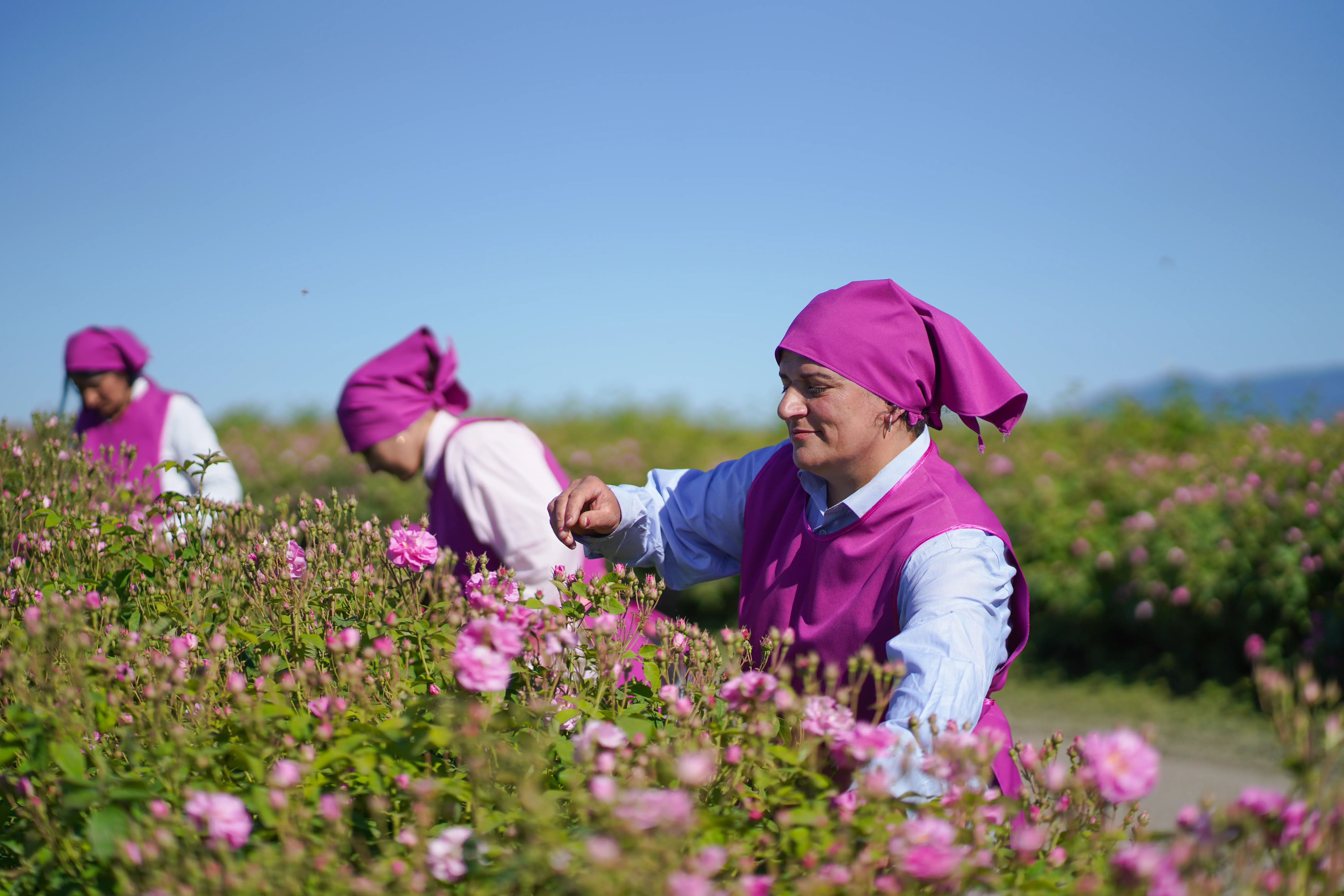 <p>Lecheq Farm Azərbaycanın gözəl bölgəsi Zaqatalada 182 hektar sulu, üzvi becərilən tarlaları əhatə edir. Təsərrüfatımızın unikal yeri, ideal iqlimi və münbit torpağı ilə Rosa Damascena, Lavandula Angustifolia, Mentha Piperita və Artemisia Annua da daxil olmaqla müxtəlif aromatik bitkilərin yetişdirilməsi üçün mükəmməl şərait yaradır.</p>

<p>Üzvi əkinçilik təcrübələrinə sadiqliyimiz o deməkdir ki, biz pestisidlərdən və herbisidlərdən qaçırıq, bitkilərimizin təbii və sağlam şəkildə böyüməsini təmin edirik. Təmizliyə olan bu sədaqət efir yağlarımızın və hidrolatlarımızın müstəsna keyfiyyətində əks olunur. Biz ətraf mühiti qoruyan və biomüxtəlifliyi təşviq edən davamlı üsullarla torpağımızı bəsləməyə inanırıq.</p>

<p>Məhsul yığımının pik dövründə təsərrüfatımız fəallıqla canlanır. Biz təxminən 1800 yerli işçi işlədirik, yerli iqtisadiyyata həyati dəstək veririk və güclü icma hissini gücləndiririk. Komandamız distillə prosesində yalnız ən keyfiyyətli xammalın istifadə olunmasını təmin etmək üçün hər bir çiçək və bitkini əl ilə seçərək öz işinə həvəslə yanaşır.</p>

<p>Təsərrüfatımızın mərkəzində təbiətə və ənənəyə dərin hörmət dayanır. Biz regionda qızılgül yetişdirilməsinin zəngin irsini, 1950-ci illərdən bəri davam edən təcrübəni canlandırmaq və saxlamaqla fəxr edirik. Bizim tarlalarımız Lecheq Farm & Distillery-ni müəyyən edən canlı rənglər və ətirli qoxularla çiçəklənən bu mirasın sübutudur.</p>