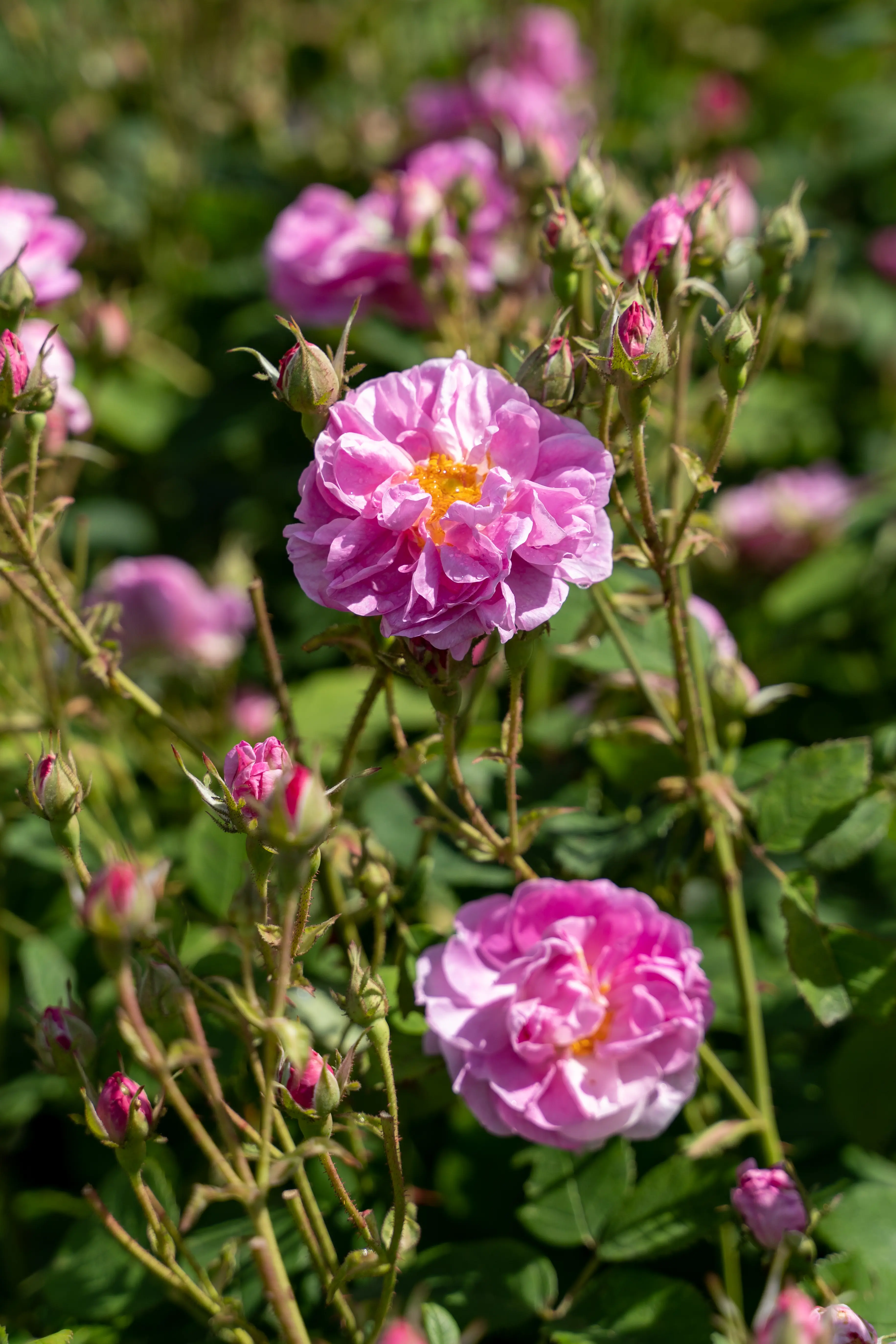 Organic Rose Essential Oil