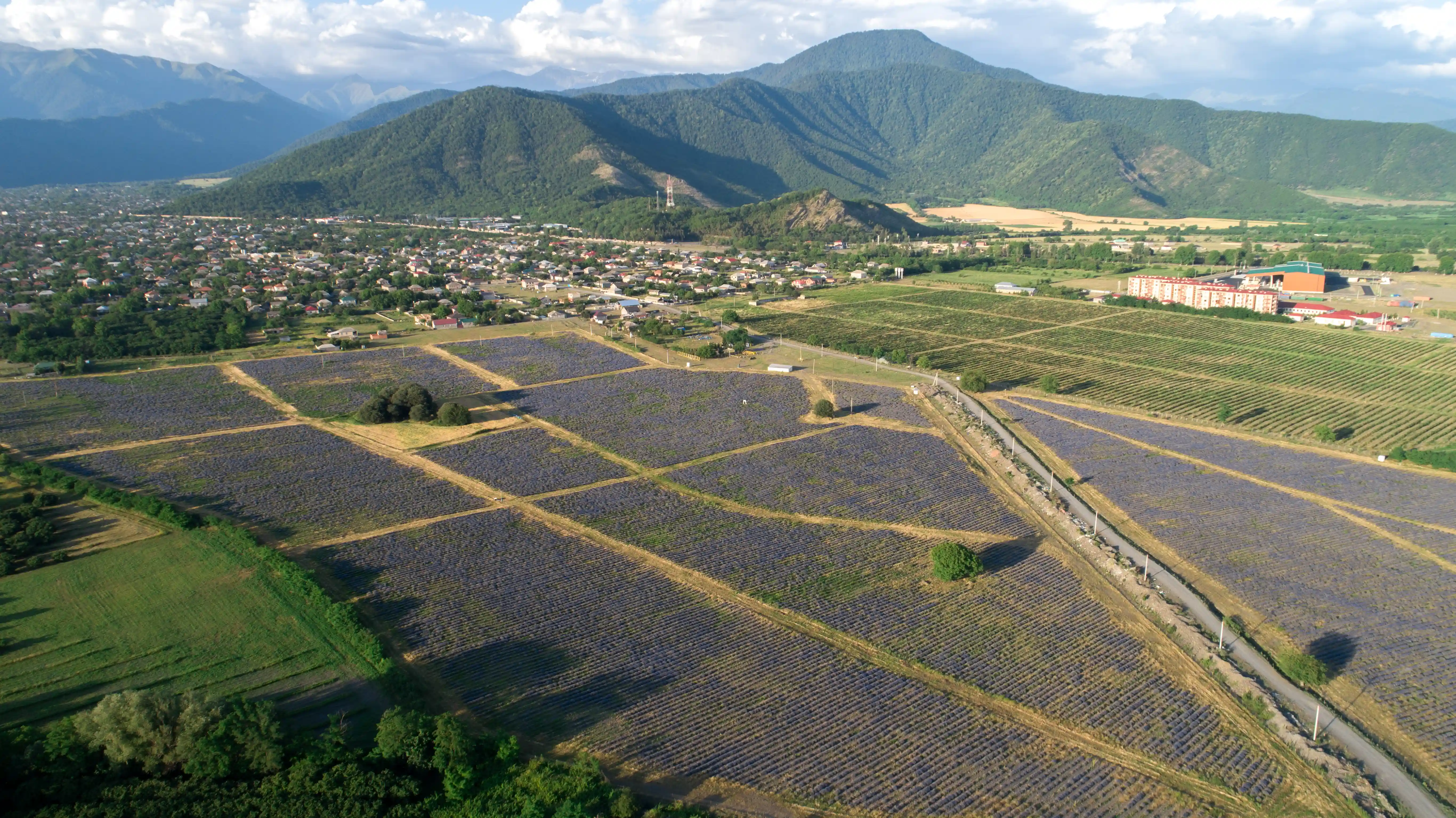 “Lavanda Mövsümü” Turu