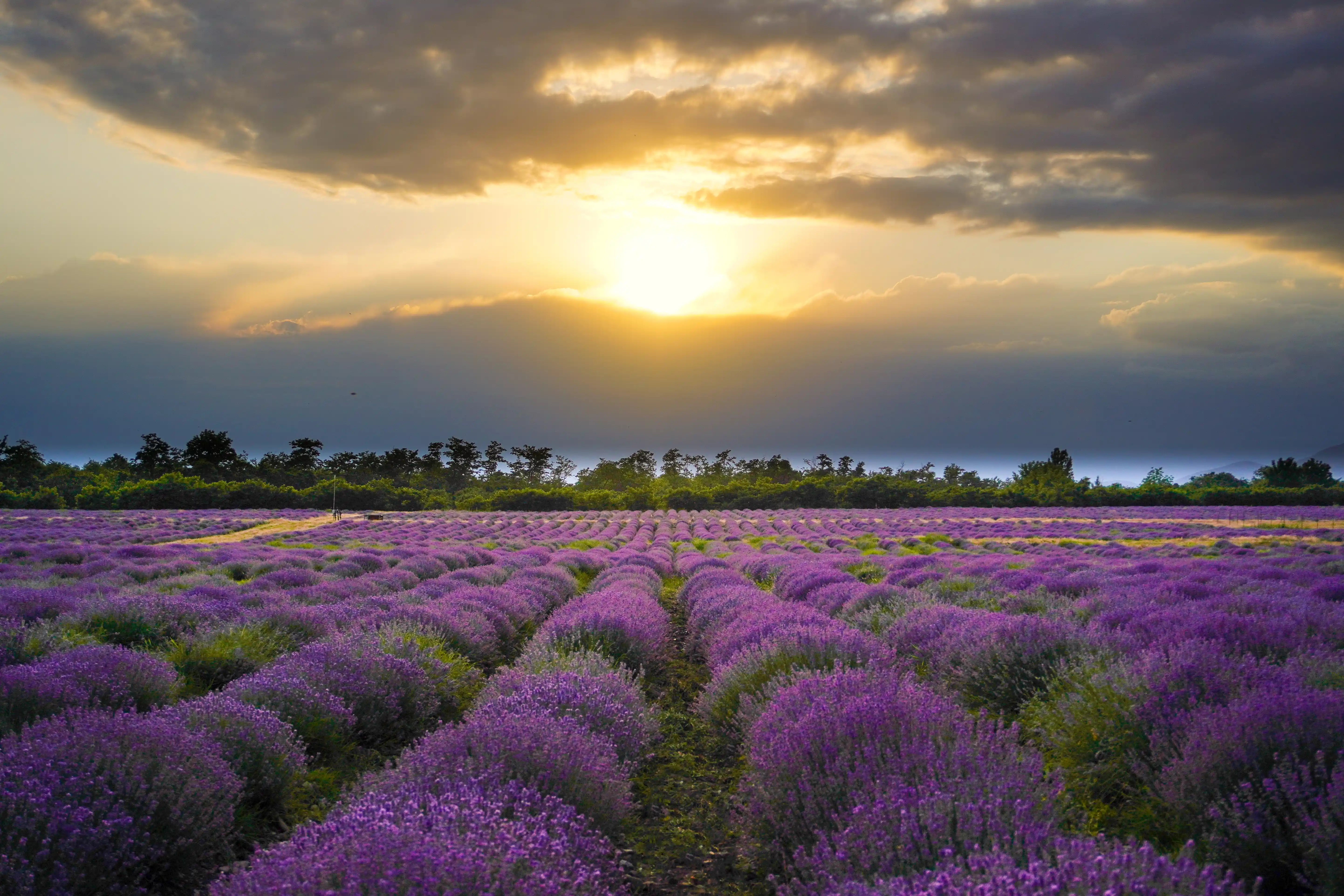 “Lavanda Mövsümü” Turu